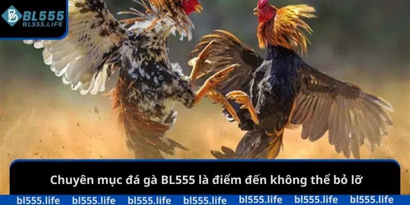 Đá Gà BL555 1 Chuyên mục đá gà BL555 là điểm đến không thể bỏ lỡ